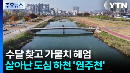 수달 찾고 가물치 헤엄치는...살아난 도심 하천 '원주천' / YTN