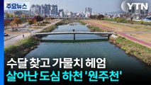 수달 찾고 가물치 헤엄치는...살아난 도심 하천 '원주천' / YTN