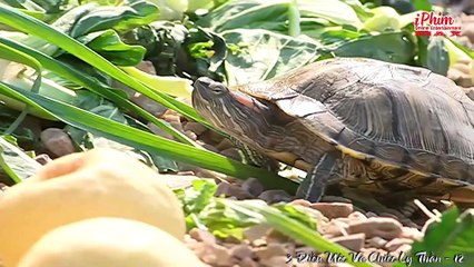 3 Điều Ước Và Chiếc Ly Thần – Tập 12 - Phim Cổ Trang Tiên Hiệp Hấp Dẫn - Thuyết Minh