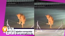 Perro causa sensación por trabajar en semáforo