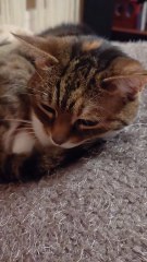 "How I became the Sleeping Beuty" - cat style  :) #cat #funnycats #funniest #shorts #goodnight #viral