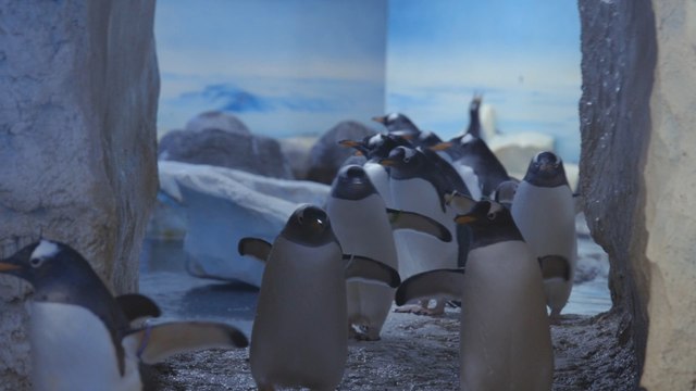 MPs demand release of penguins ‘trapped in basement’ of London aquarium