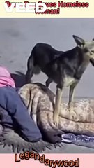Loyal dog protects homeless woman | brave pup | loyal dogs #kindness #trueloyalty #heartwarming #dogs #doglove