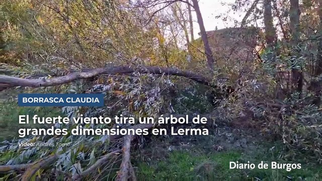 Consecuencias de la borrasca Claudia: el fuerte viento tira un árbol de grandes dimensiones en Lerma