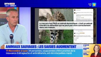 Animaux sauvages illégaux : les saisies chez des particuliers augmentent