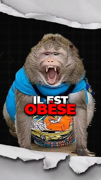 Pauvre singe