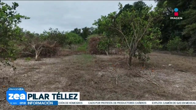 Productores de naranja se ven seriamente afectados por el paso de “Priscilla”