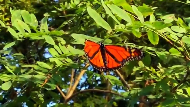 Avistan mariposas monarca en su paso migratorio por la Región Carbonífera