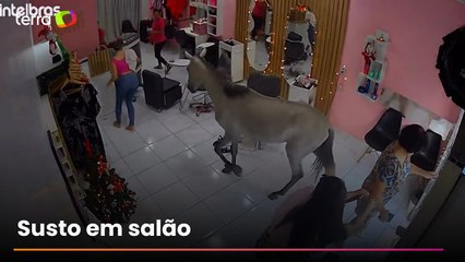 Cavalo invade salão de beleza em Teresina para se olhar no espelho