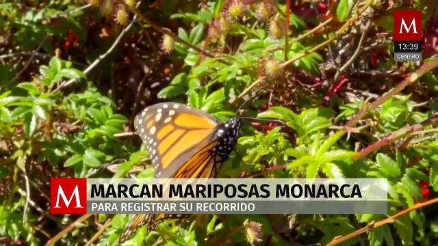 Marcan mariposas monarca para estudiar su ruta migratoria