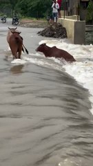 Brave Cow Attempts Whitewater Rafting 🛶 (Almost a Wipeout!) | Bhawanikheda Talab Monsoon Madness