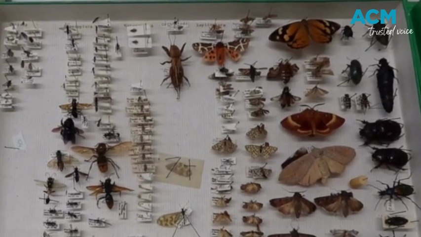 Bugs to protect Australia | The Canberra Times | Canberra, ACT