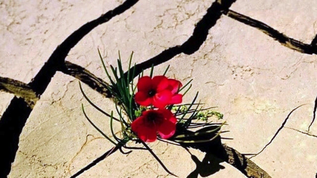 A very moving story that will make you cry