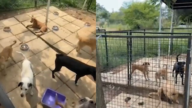 Chats revelan órdenes denigrantes para sacrificar perros en Bucaramanga