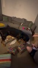 Dog Excitedly Unwraps Gift and Reacts Adorably