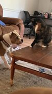 Cat Adorably Smacks Dog While Playing