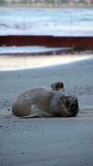 Francisca (la elefanta marina) cumplió un mes - Piriápolis, Uruguay 11/11/2025