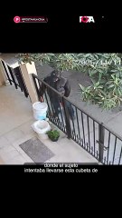 🚨 Un ladrón intentó hacer de las suyas en una vivienda de Durango… pero las cosas no salieron como esperaba