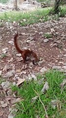 Curious Coati in Nature 🌳 | Close Encounter with Central American Wildlife