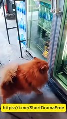 How to Handle Ex's Wild Uncle #Dramabox