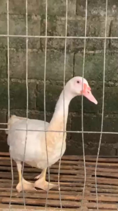 entok Jumbo kelas kontes