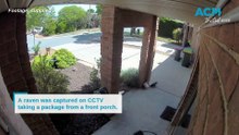 Raven captured on CCTV taking a package from a front porch