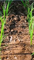 [MULIT SUB]A Single Thought to Cultivate the Wasteland《一念開荒》#dramachina - 比格短劇社 (480p, h264, youtube)