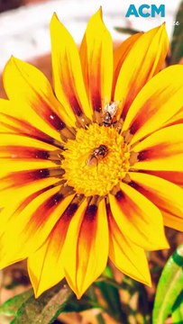 Pretty but invasive: Gazania flowers threaten the environment