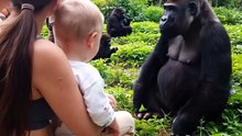 Did This Silverback Gorilla Just Try to Comfort a Human Baby? 🦍💔👶 (Unbelievable Jungle Moment!)