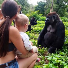 Did This Silverback Gorilla Just Try to Comfort a Human Baby? 🦍💔👶 (Unbelievable Jungle Moment!)