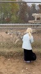 Wolves Excitedly Play Around Girl Standing in Front of Their Cage