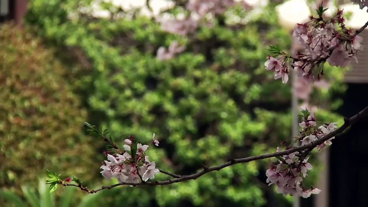 Trailer : Irezumi L’art Japonais du Tatouage