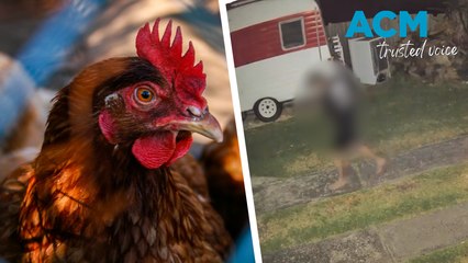 Fowl play?: police hunt for an alleged Austinmer chicken thief