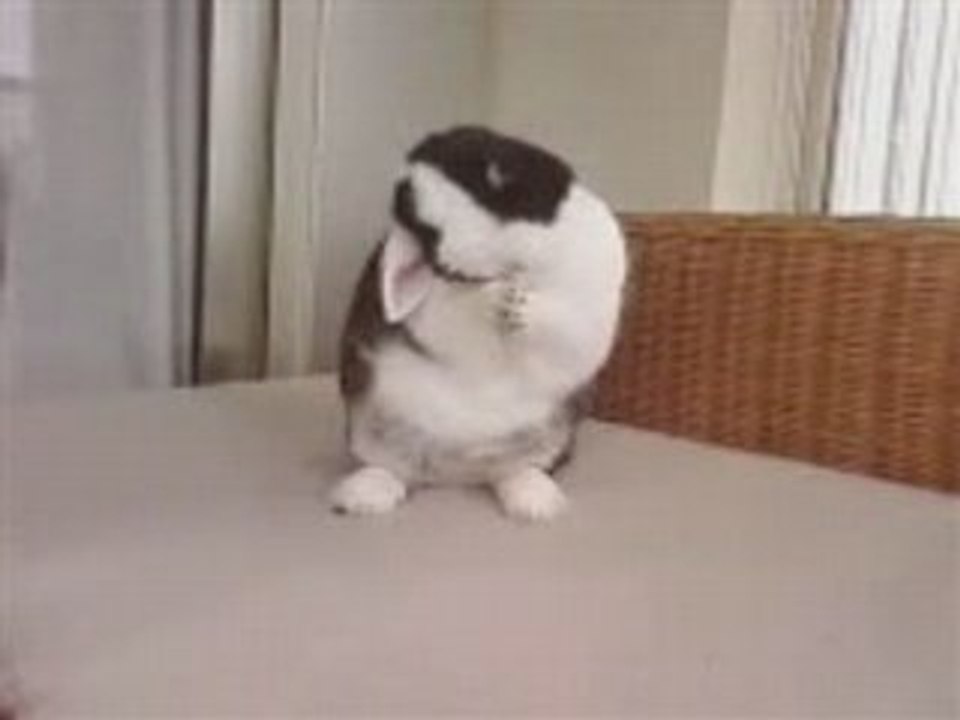 tecktonik lapin