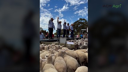 Naracoorte sheep sale - November 13, 2025