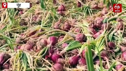 किसानों को रुला रहे प्याज के भाव, नूंह के खेतों में खड़ी फसल पर चल रहे ट्रैक्टर, नहीं निकल पा रहा लागत