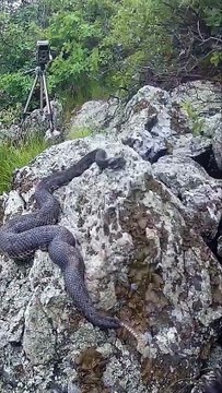 A black bear sniffs and makes contact with a gravid female timber rattlesnake and manages to not be envenomed 🦉