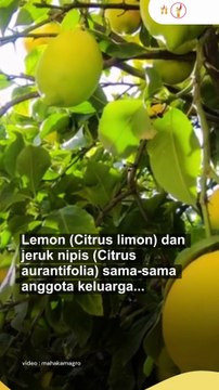 Lemon dan Jeruk Nipis, Si Asam Kembar yang Beda Manfaat