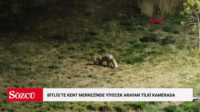 Bitlis'te kent merkezinde yiyecek arayan tilki kamerada