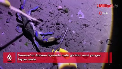 Karadeniz'de görüldü! Sahildeki vatandaşlar şaşkına döndü