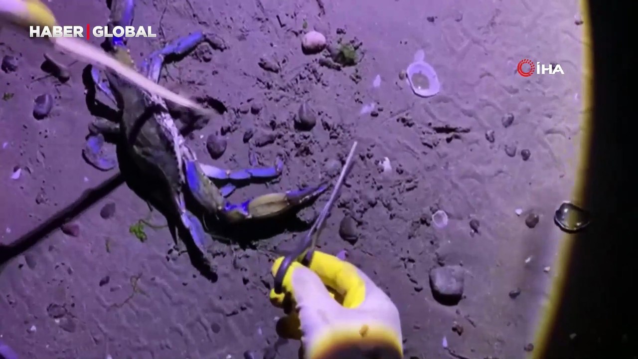 Nadir görüntülenen mavi yengeç Samsun'da kıyıya vurdu