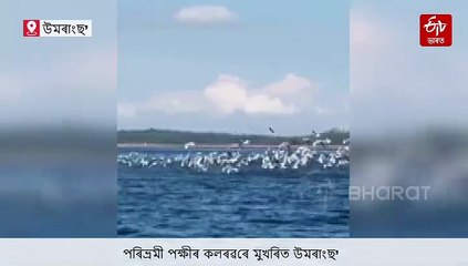 উমৰাংছ’ৰ আকাশে-বতাহে ৰুডি শ্বেলডাক আৰু ছিগাল পক্ষীৰ কলৰৱ