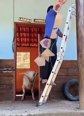 #funny video #shortvideo #viralvideo #funnyadda#