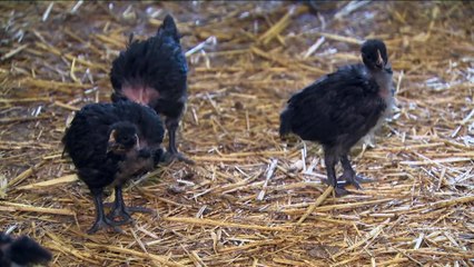 El Gobierno amplía el confinamiento de aves de cría a todas las granjas por la gripe aviar