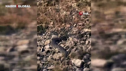 Elazığ'da Türkiye'nin en zehirli yılanını gördü: "Bunun kalınlığı neymiş böyle ya"