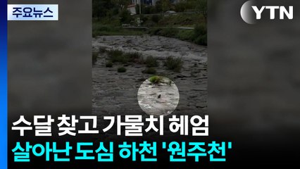 수달 찾고 가물치 헤엄치는...살아난 도심 하천 '원주천' / YTN