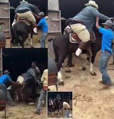 A horse collapsed to the ground after a 500-pound cowboy tried to ride it.