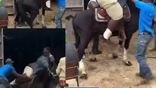 A horse collapsed to the ground after a 500-pound cowboy tried to ride it.