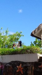 Ocean Park 🏞️ Bird Show