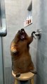 Hilarious Marmot Tries to Turn on the Shower!